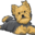 favicon