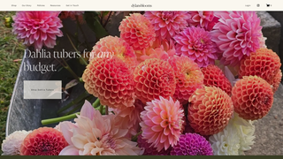 Thumbnail of dylansblooms.com