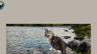 Thumbnail of snakerivercoons.com