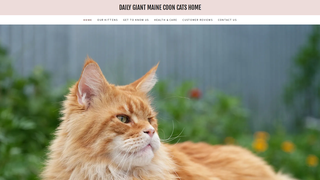 Thumbnail of dailygiantmainecoon.com
