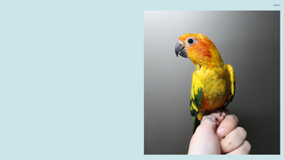 Thumbnail of featheredfamilyaviary.com