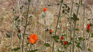 Thumbnail of superbloomlandscaping.com