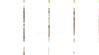 Thumbnail of naturelandhomestay.com