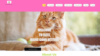 Thumbnail of elitemainecoonkittensforsale.com
