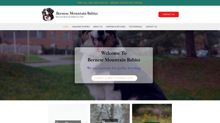Thumbnail of bernesemountainbabiess.com
