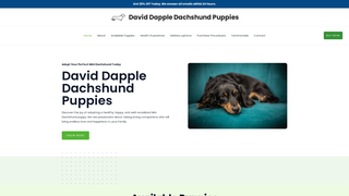 Thumbnail of daviddappledachshundpuppies.com