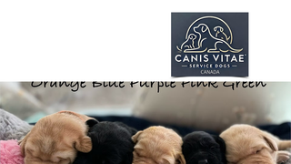 Thumbnail of canisvitaeservicedogs.com