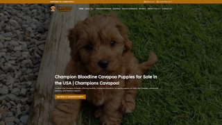 Thumbnail of championscavapoo.com