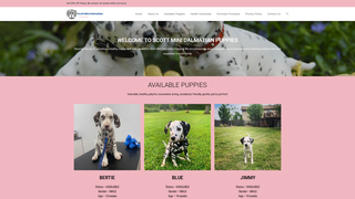 Thumbnail of scottminidalmatianpuppies.com