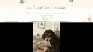 Thumbnail of lostcoastbernedoodles.net