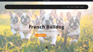 Thumbnail of frenchbulldogsoftexas.com