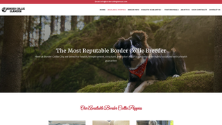 Thumbnail of bordercollieglamour.com