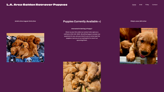 Thumbnail of laareagoldenretrieverpuppies.com