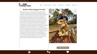 Thumbnail of primebordercollies.com