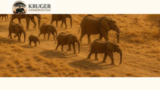 Thumbnail of kruger-conservation.com