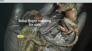 Thumbnail of exoticpetforhome.com