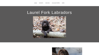 Thumbnail of laurelforklabradors.com