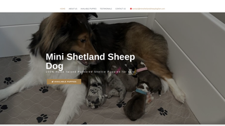 Thumbnail of minishetlandsheepdogfam.com