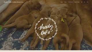 Thumbnail of shadyoaksgoldenretrievers.com