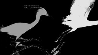 Thumbnail of ivetbutlerphotography.com