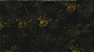 Screenshot of morenolandscapingwa.com