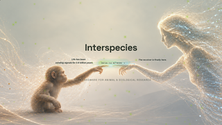 Site preview