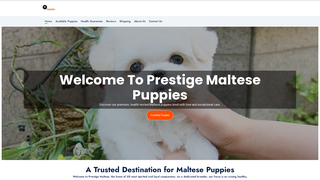 Thumbnail of prestigemaltese.com