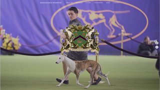 Thumbnail of renaissancewhippets.com