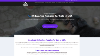 Thumbnail of bestfriendchihuahuas.com