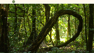 Thumbnail of chaikonitemple.com