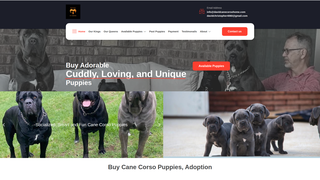 Thumbnail of davidcanecorsohome.com