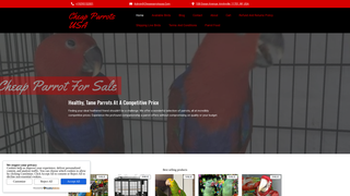 Thumbnail of cheapparrotsusa.com