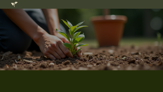 Thumbnail of paulthegardener.com