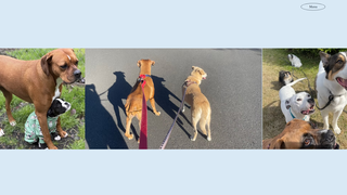Thumbnail of waggingwonderstrainingacademy.com